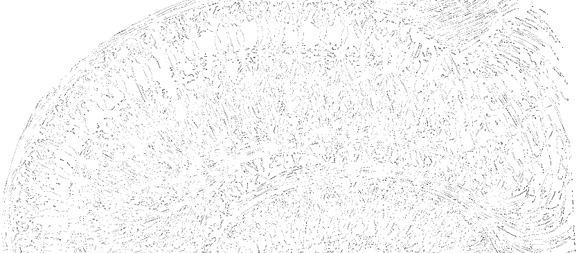 The Hippocampus as drawn by Cajal
